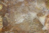 Nipomo Sagenite Agate Slab - Freddie Quarry, California #149963-1